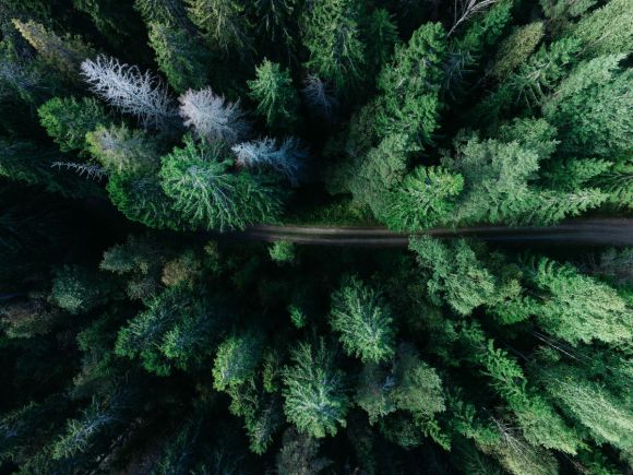 Swedish forest from Gavle
